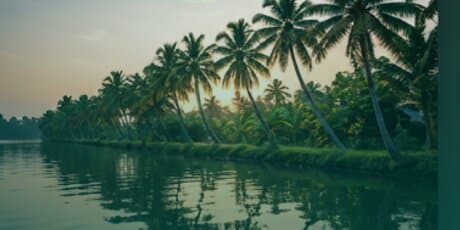 Palm trees lining a tranquil Kerala backwater at sunrise